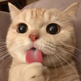 家有猛犬小葡萄