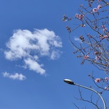 季风