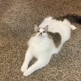 犰狳小姐
