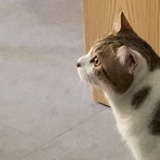 葡萄麦兜兜