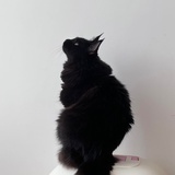 猫烦