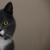 乌哩猫呀