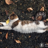想养一只猫