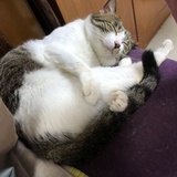 猫多多