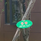 朴树