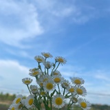 豆豆本豆
