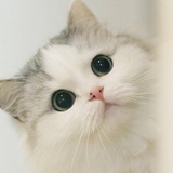 蘇蘇