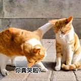 真的哭了吗