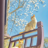电商猫猫