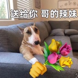 今天吃蛋挞了嘛