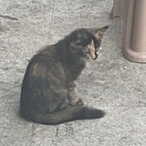 小迷糊