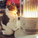 one暖猫