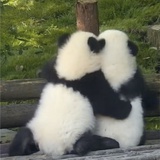 🐼²（封心锁爱