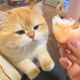 橘的小手