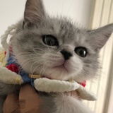 环抱猫头