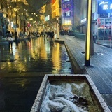 真心喂狗