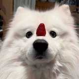 鱼鱼久