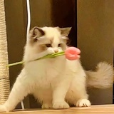 豆本豆A
