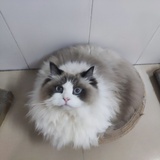 别人家的猫