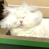哇哦哇偶