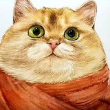吃六顿晚餐的猫