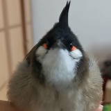 猴猴456