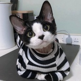 泠泠月色