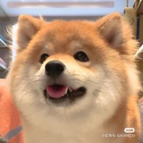 忙中摸鱼