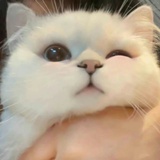 清浅