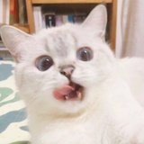 猫仔
