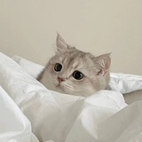 lulu