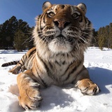 你长犄角闹洋事