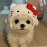 一颗脆柿ju