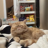 小太爷
