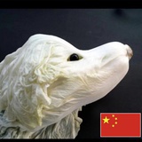 三千是只喵