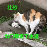 菌丝鱼