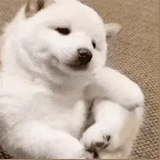 豆友7381830204