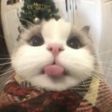 噜哈哈