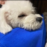 脆脆鲨2.0