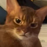 吱哟哟