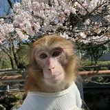 男二厨