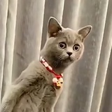 吃瓜mm