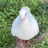 走地鸡