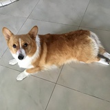 夏无桀