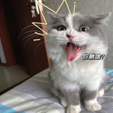 double陈