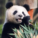 琼