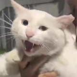声东击西米露