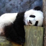 斯诺