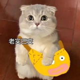 哼哼哈嘿