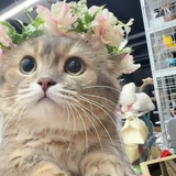 Sakura ◍>ᴗo◍